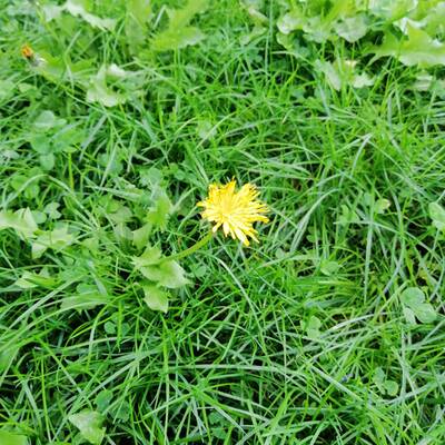 iFotos mit dem iPhone XS Max