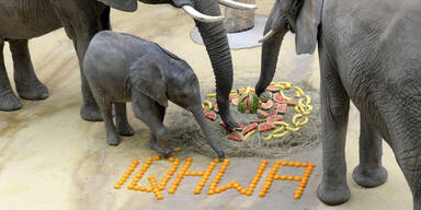 Elefantengeburtstag in Schönbrunn