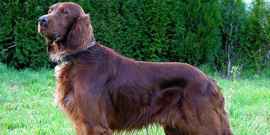 Hündin bringt 18 Welpen zur Welt