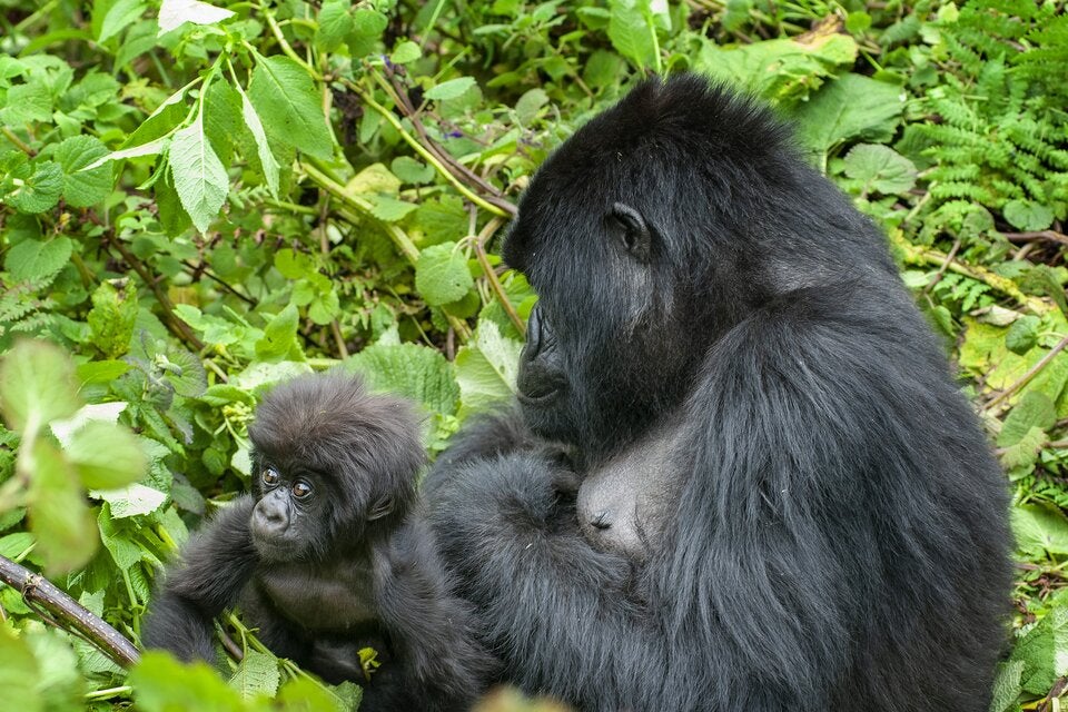 Von Tansania bis Ruanda: Die beste Reisezeit für die Afrika-Safari