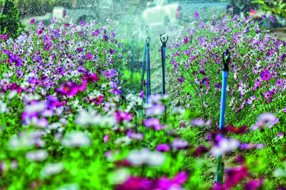 Gartenbewässerung: Tipps für die Sommerzeit