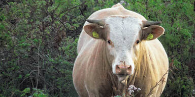 Freiheitsliebender Stier "Iwan" eingefangen