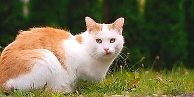 Kater Jimmy wird zum Star