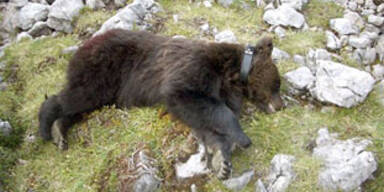 Wildhüter erlegen Brunos Bruder