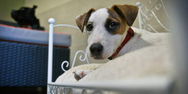 Hund biss Frau die Nase ab