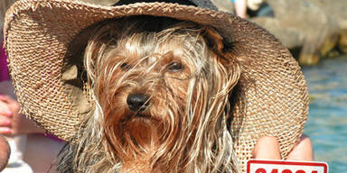 Welpenhandel immer brutaler