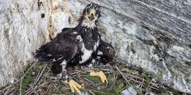 Junger Steinadler im Nationalpark Hohe Tauern