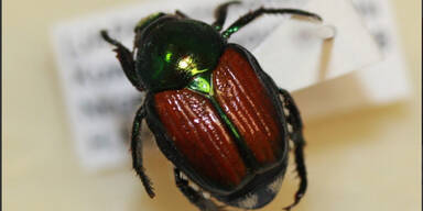Japankäfer