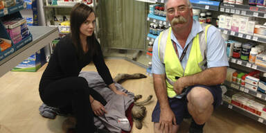 K&auml;nguru Flughafen Melbourne