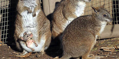 Känguru-Baby Schönbrunn