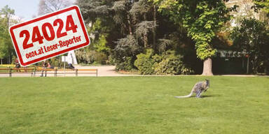 Alle lachen über Känguru-Jagd in Wien