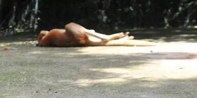 Zoo-Besucher steinigen K&auml;nguru