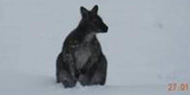 Die K&auml;ngurus sind los