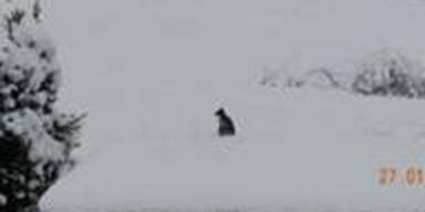 Känguru-Ausreißer wieder eingefangen 