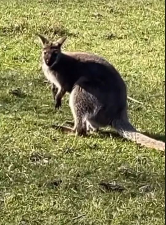 känguruh keutschach