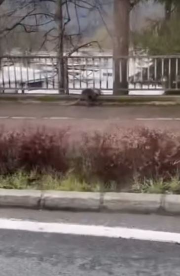 känguruh keutschach