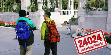 Alle lachen über Känguru-Jagd in Wien