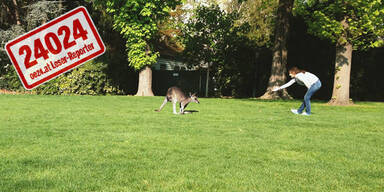 Alle lachen über Känguru-Jagd in Wien