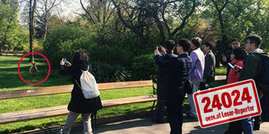 Alle lachen über Känguru-Jagd in Wien