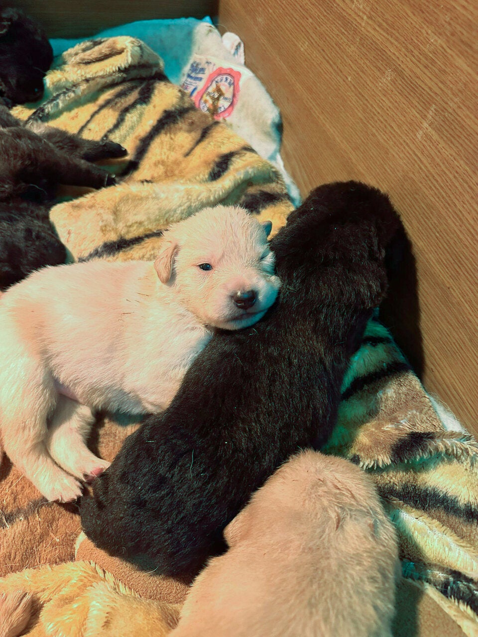 Hündin und 10 Welpen vor Weihnachten ausgesetzt