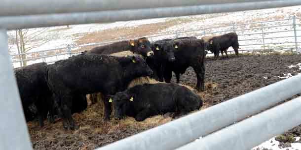 43 Kühe laufen Amok