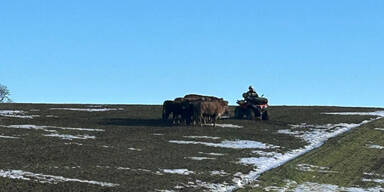 Kuh-Jagd &uuml;ber 100 Kilometer: Feuerwehr f&uuml;nf Stunden gefordert