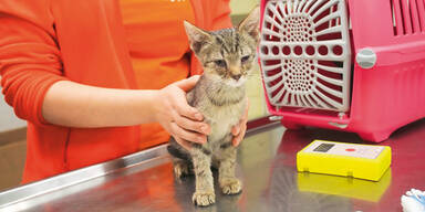 Katzenbabys vor Kältetod gerettet