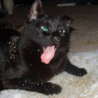 Katzen high auf Katzenminze