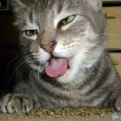 Katzen high auf Katzenminze