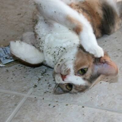 Katzen high auf Katzenminze