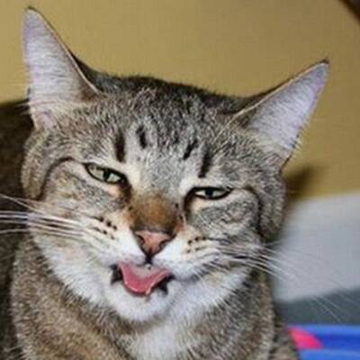 Katzen high auf Katzenminze