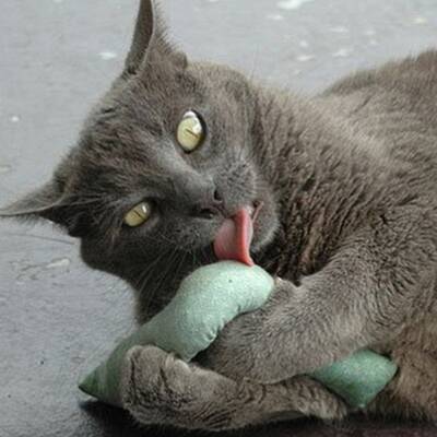 Katzen high auf Katzenminze