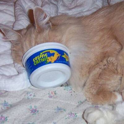 Katzen high auf Katzenminze