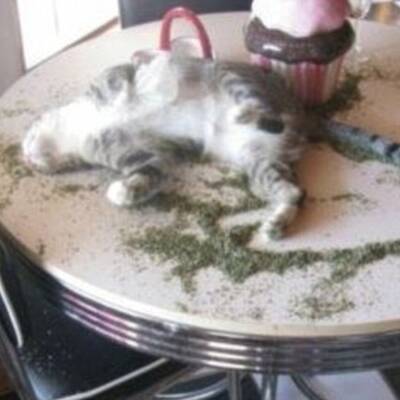 Katzen high auf Katzenminze