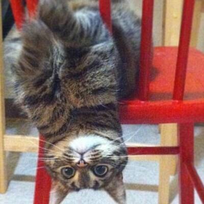 Katzen high auf Katzenminze