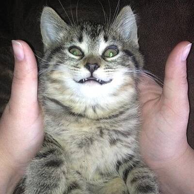 Katzen high auf Katzenminze