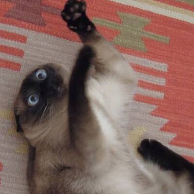 Katzen high auf Katzenminze