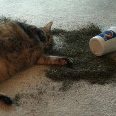 Katzen high auf Katzenminze