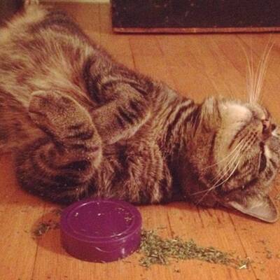 Katzen high auf Katzenminze