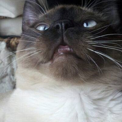 Katzen high auf Katzenminze