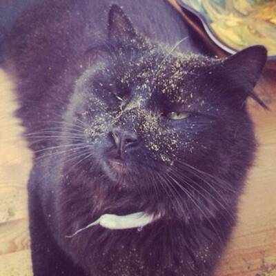 Katzen high auf Katzenminze