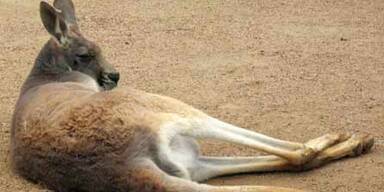 känguru