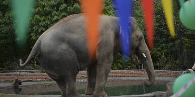 'Einsamster Elefant der Welt' hat ein neues Zuhause