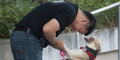 Hund lebt seit einem Jahr ohne Schnauze