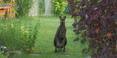 K&auml;nguru-Alarm auf K&auml;rntner Bundesstra&szlig;e