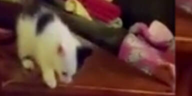 K&auml;tzchen beim ersten gro&szlig;en Sprung