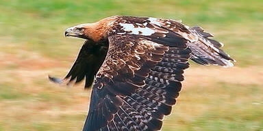 Jäger (56) erschoss Kaiseradler
