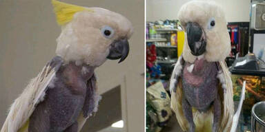 Crystal Meth-Opfer Lollibaby verliert Federn