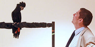 Kakadu muss vor Richter fliegen