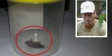 Ekel-Kakerlake aus Ohr entfernt